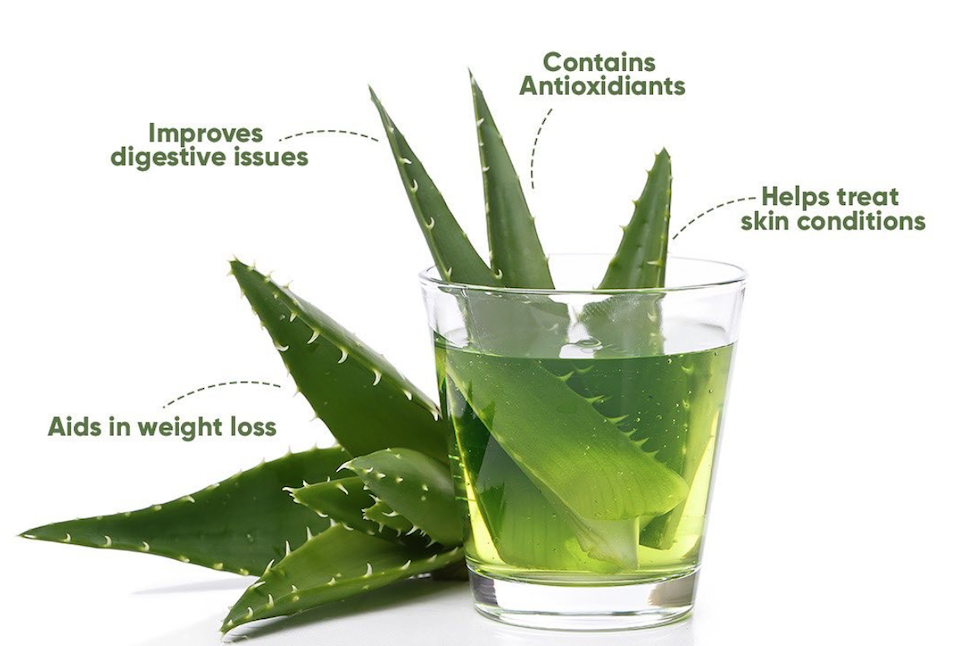 aloe-vera