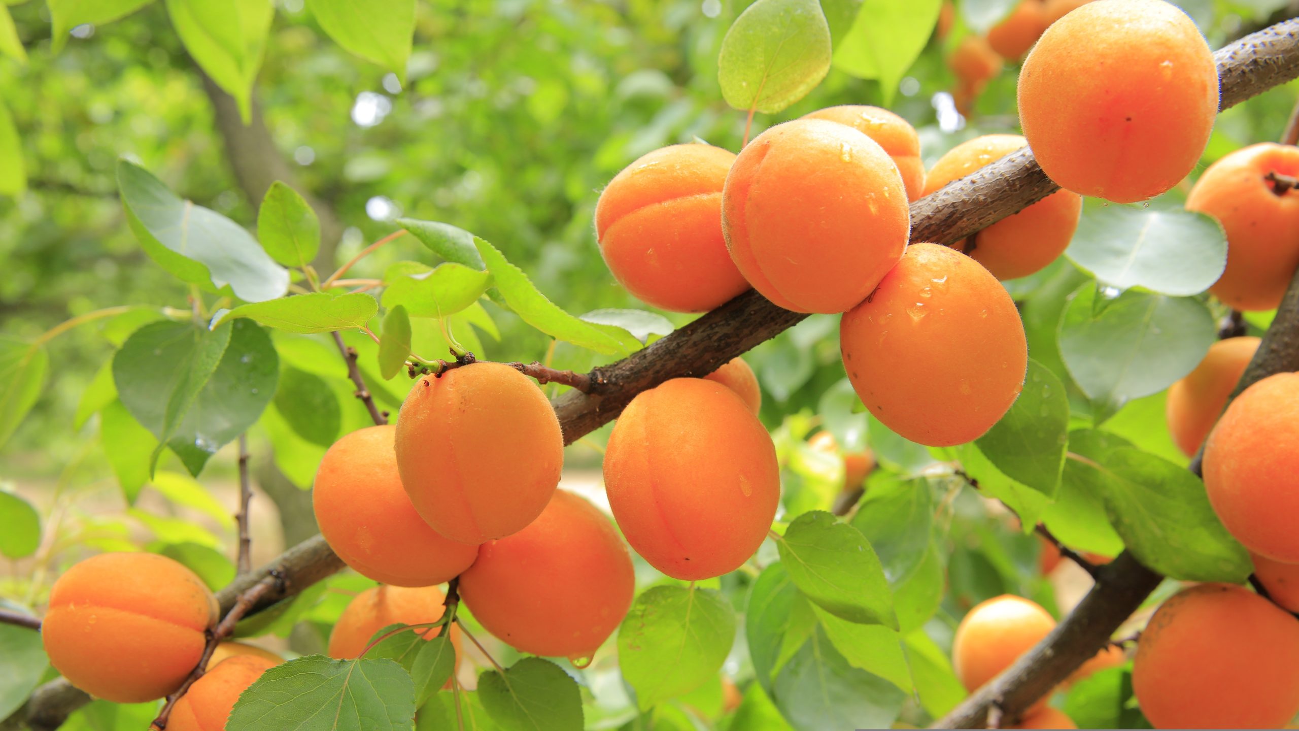 apricots-824626