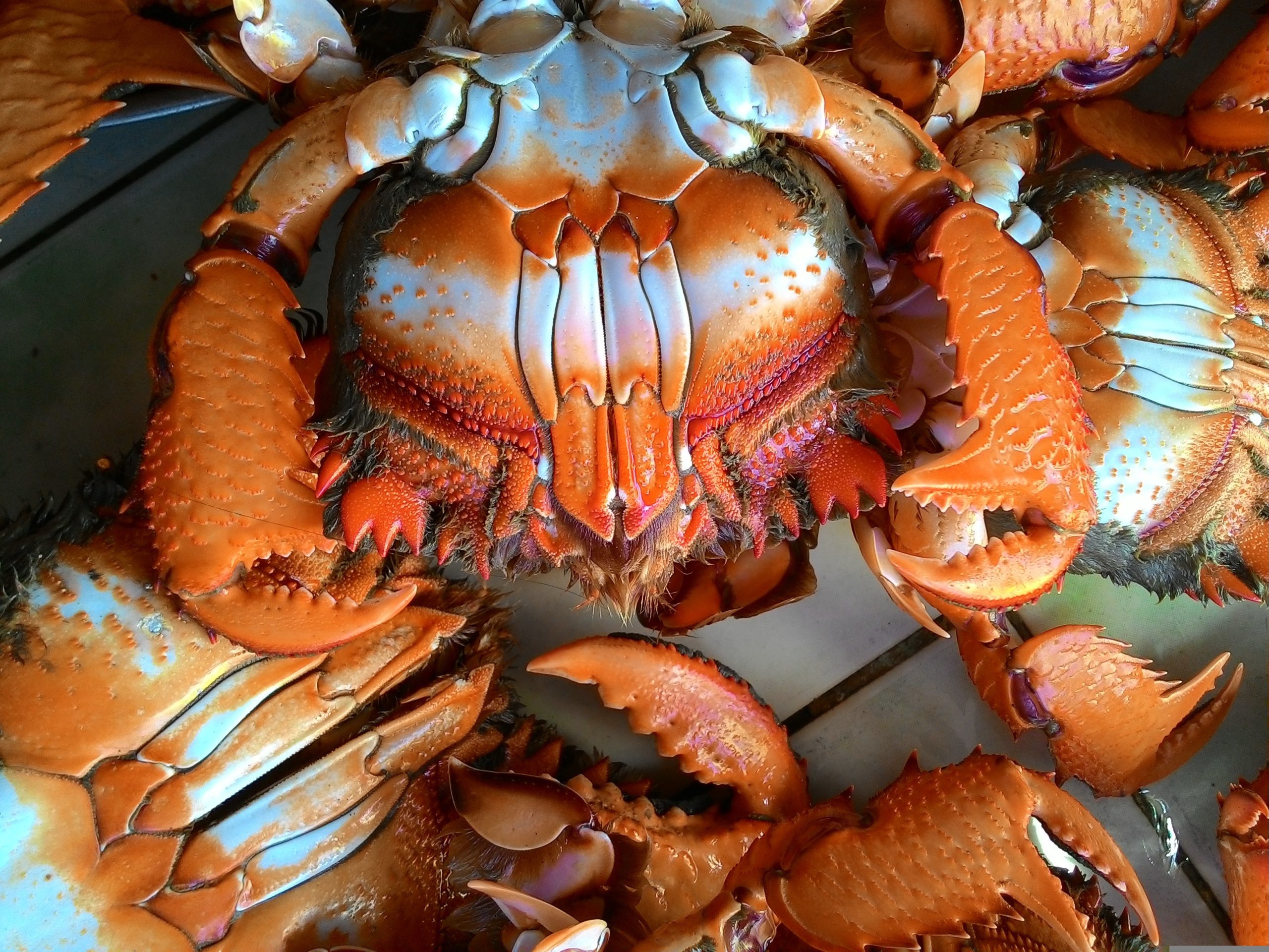 crab