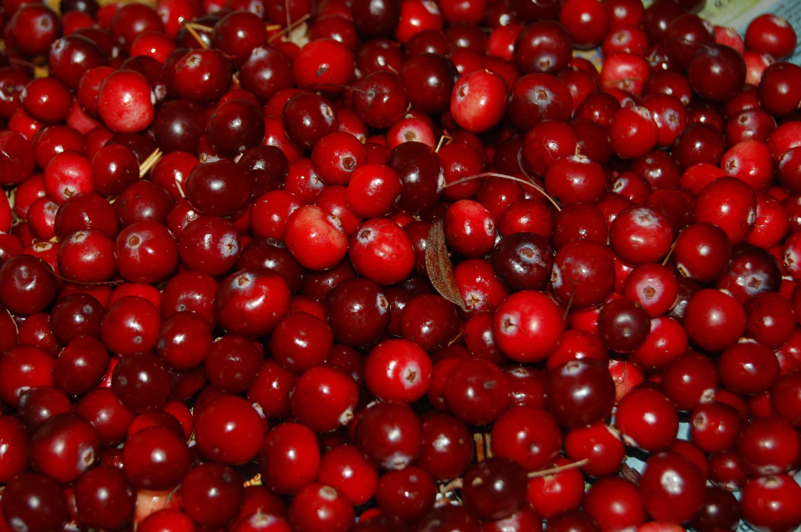 cranberry-957583