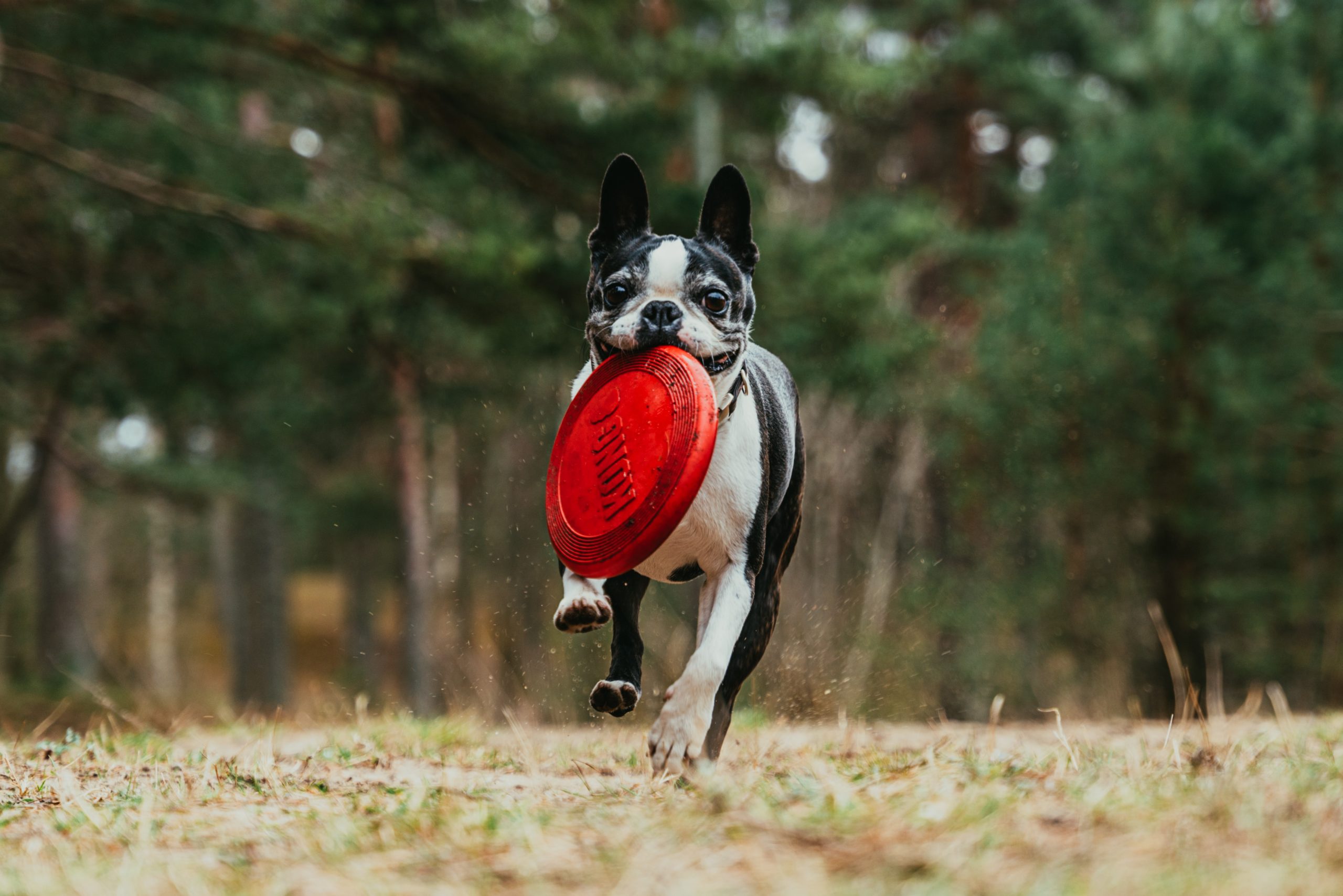 oskar-kadaksoo-1vg-pkmvbey-unsplash