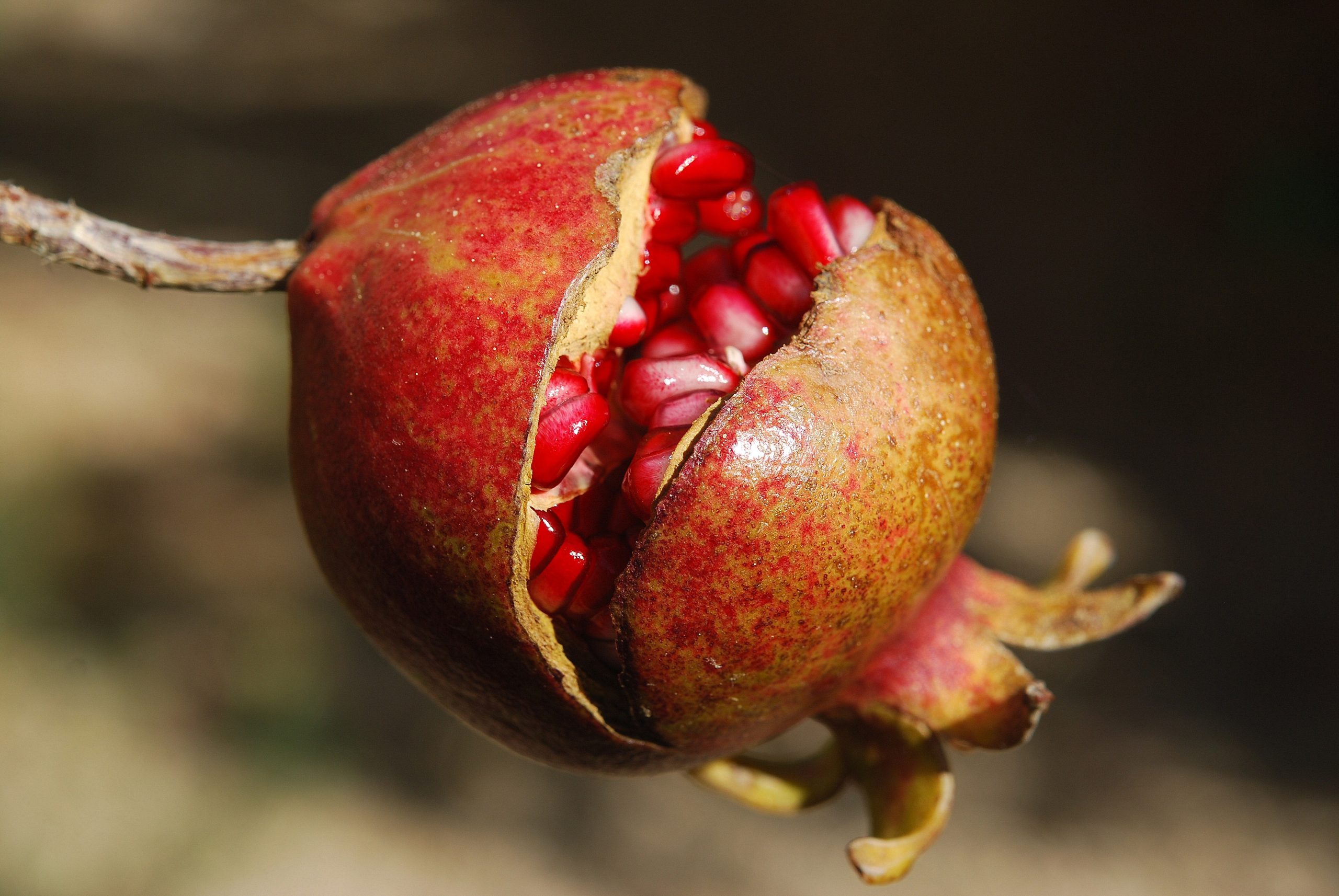 pomegranate-185456