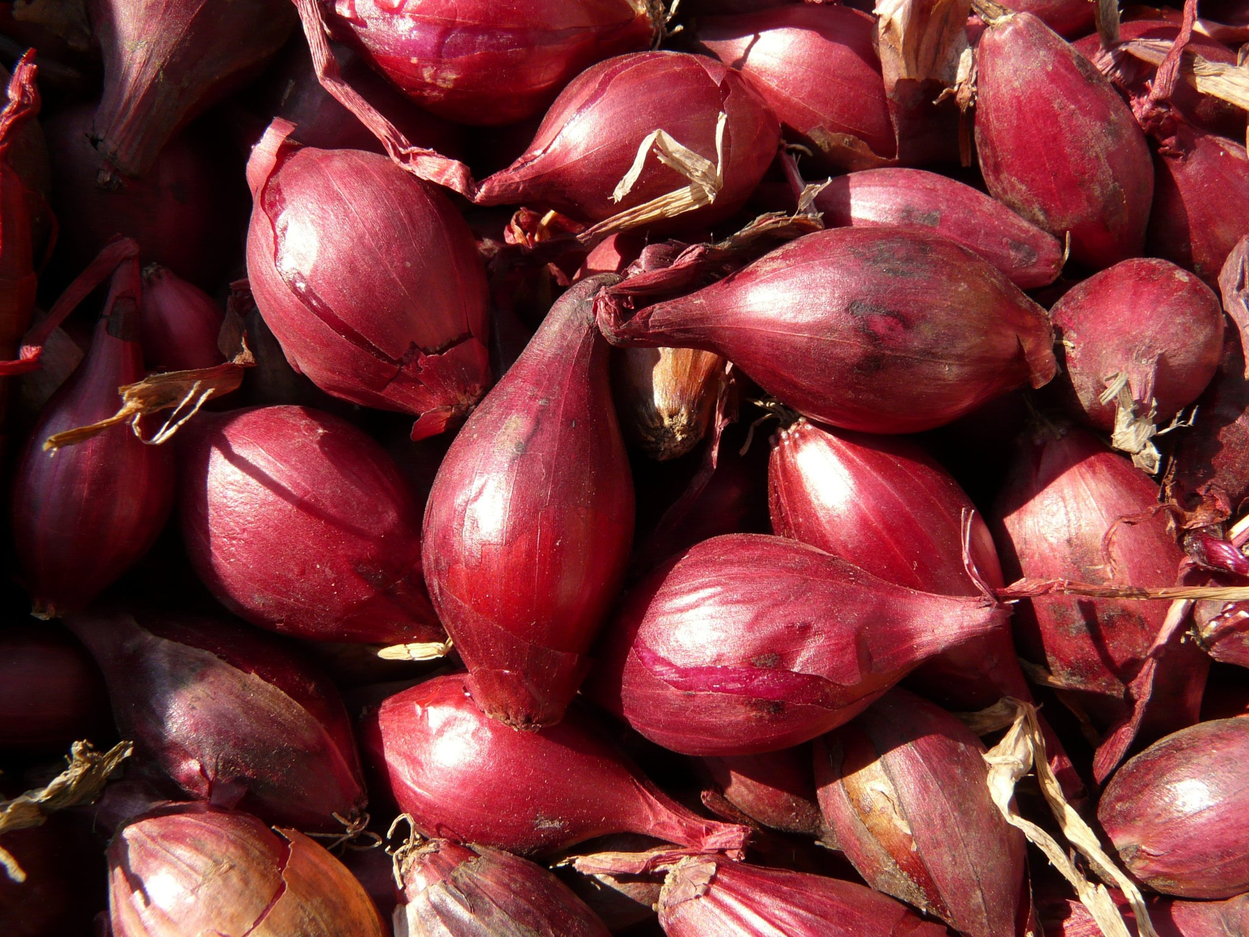 red-shallots-5773
