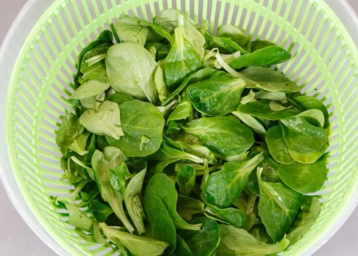 salad-spinner-with-spinach-735x525-jpg