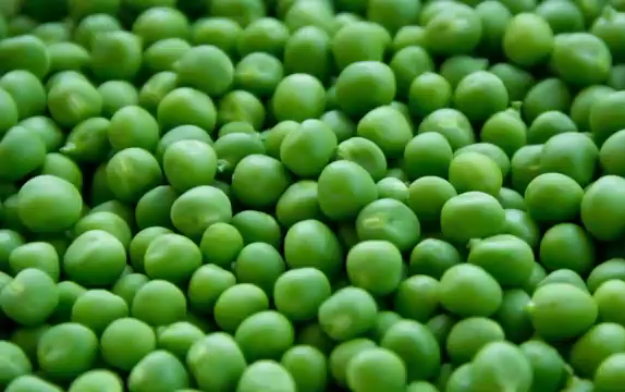 1043-5-incredible-benefits-of-green-peas-00-00-10-3716417-e1690301127598