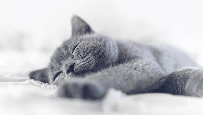 14-fun-facts-about-cats1