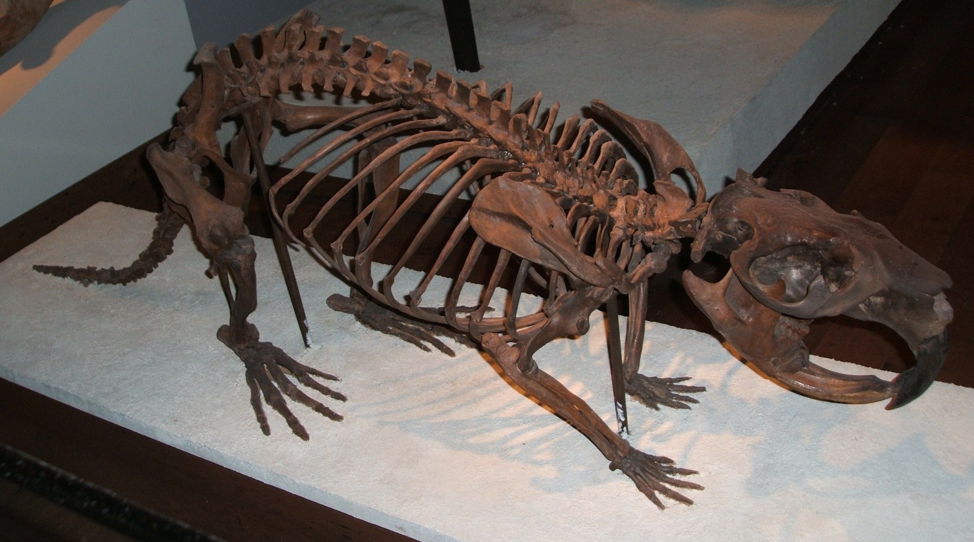 1920px-giant-beaver-fieldmuseum
