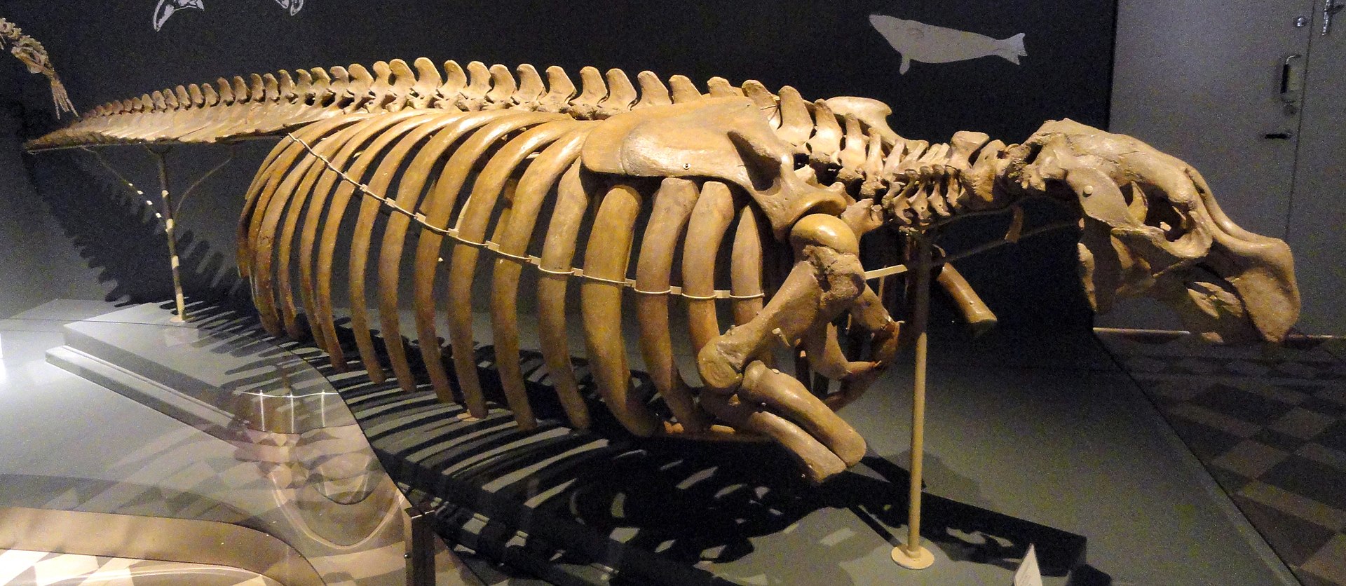 1920px-hydrodamalis_gigas_skeleton_-_finnish_museum_of_natural_history_-_dsc04529