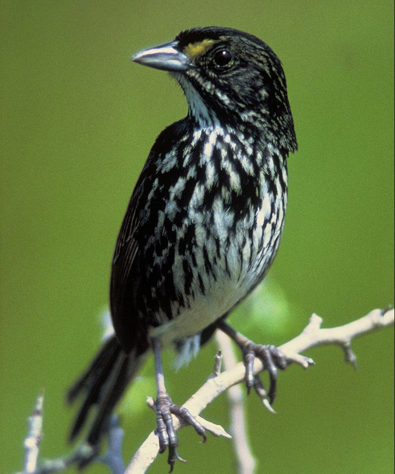 800px-dusky_seaside_sparrow