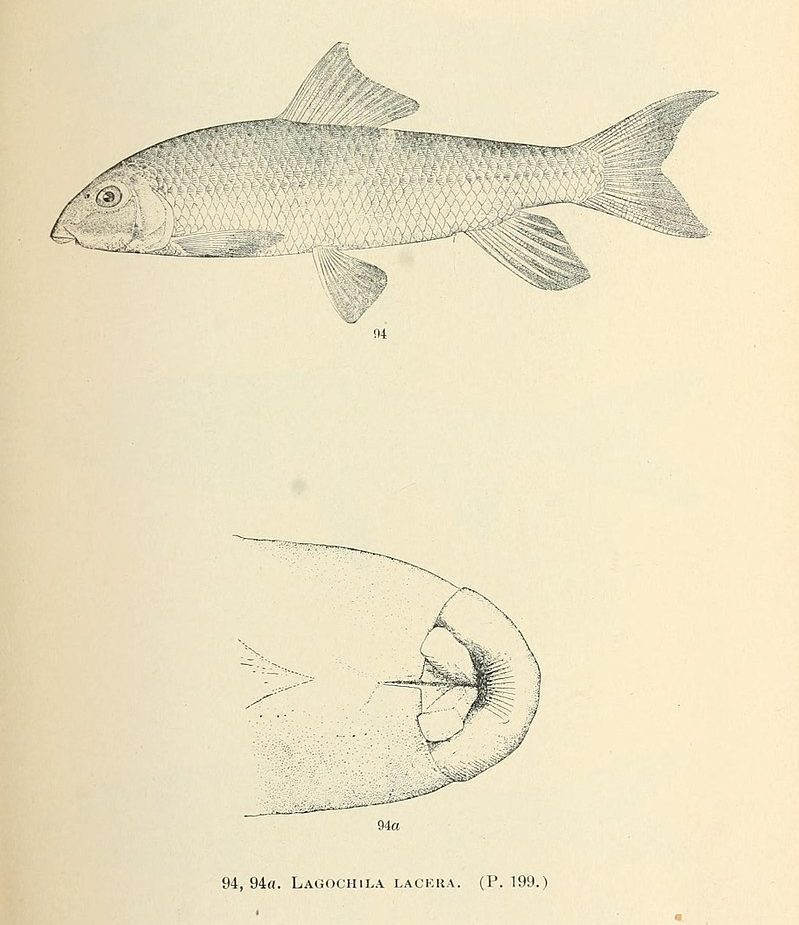 800px-the_fishes_of_north_and_middle_america_pl-_xxxviii_7983313972