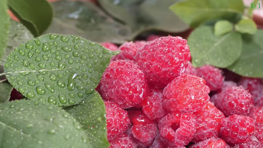 933-raspberries-benefits-14-amazing-health-benefits-of-raspberries-00-00-05