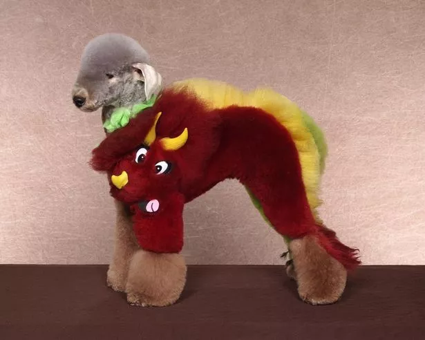 a-poodle-creatively-groomed-into-eor-from-childrens-book-winnie-the-pooh-in-united-states