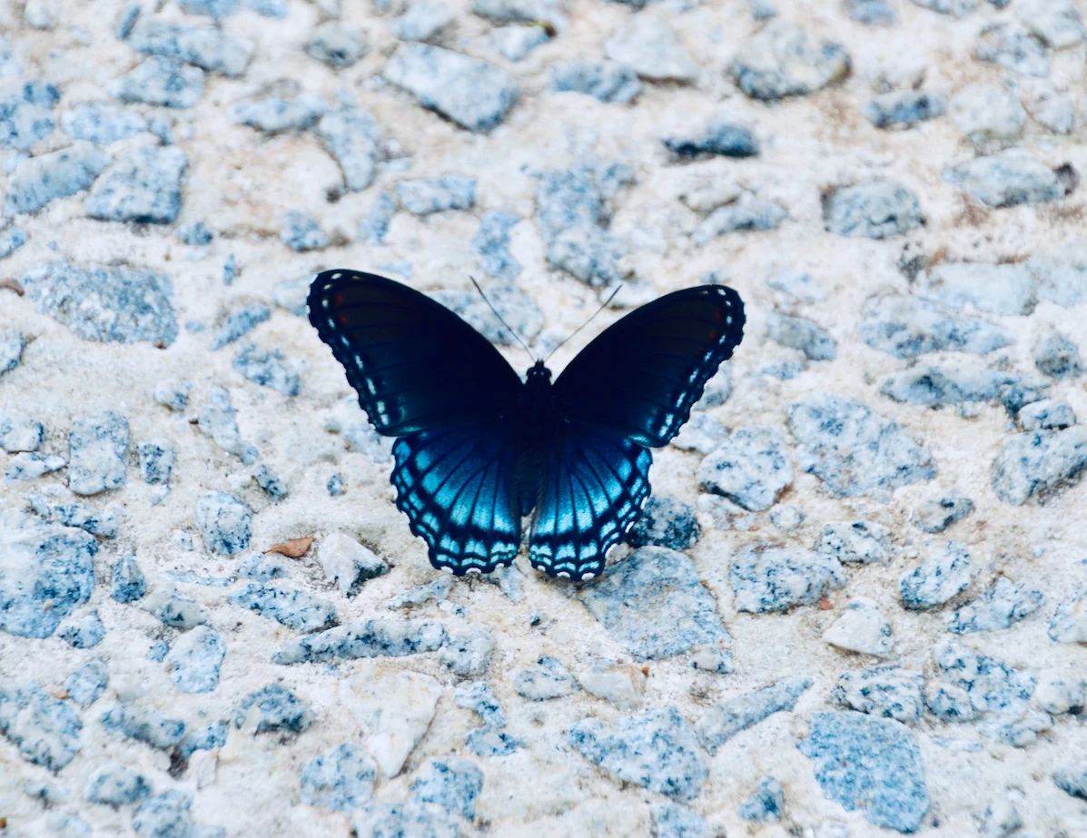 butterfly-andra-c-taylor-unsplash
