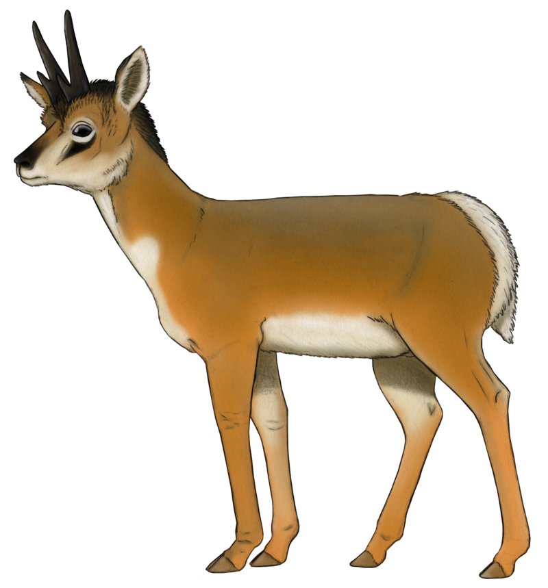 capromeryx_minor