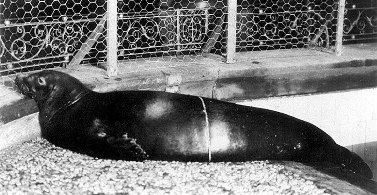 caribbean-monk-seal-wikimedia-commons-new-york-zoological-society
