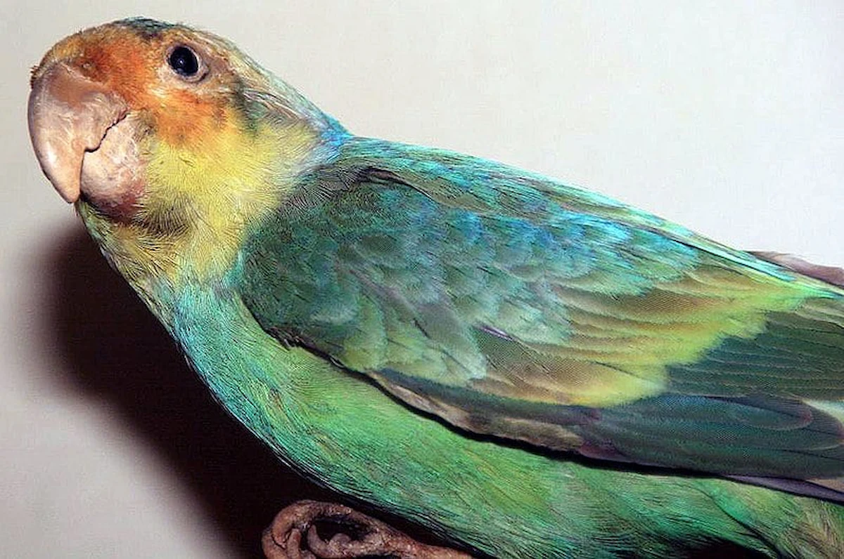 caroline-parakeet-wikimedia-commons-david-j-stang