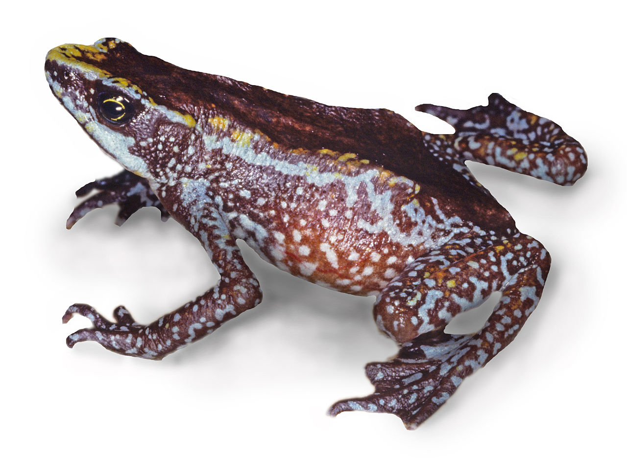 chiriqui_harlequin_frog_-_atelopus_chiriquiensis
