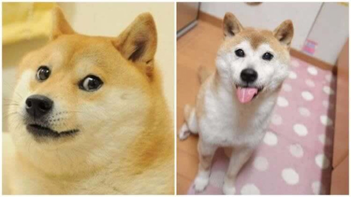 doge