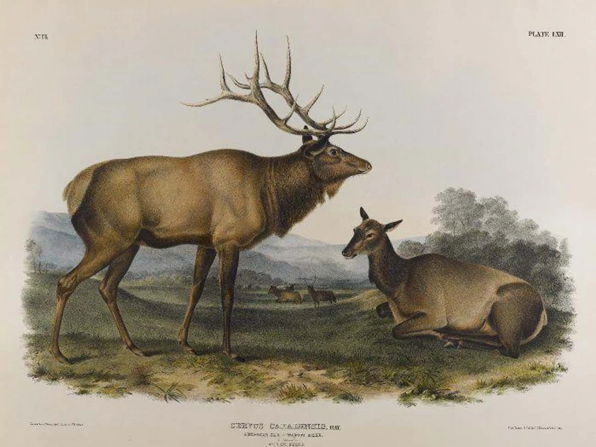 eastern-elk-wikimedia-commons-john-james-audubon