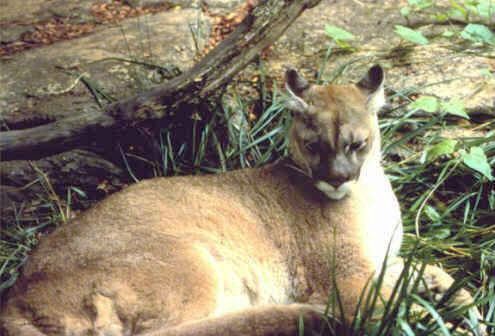 easterncougar