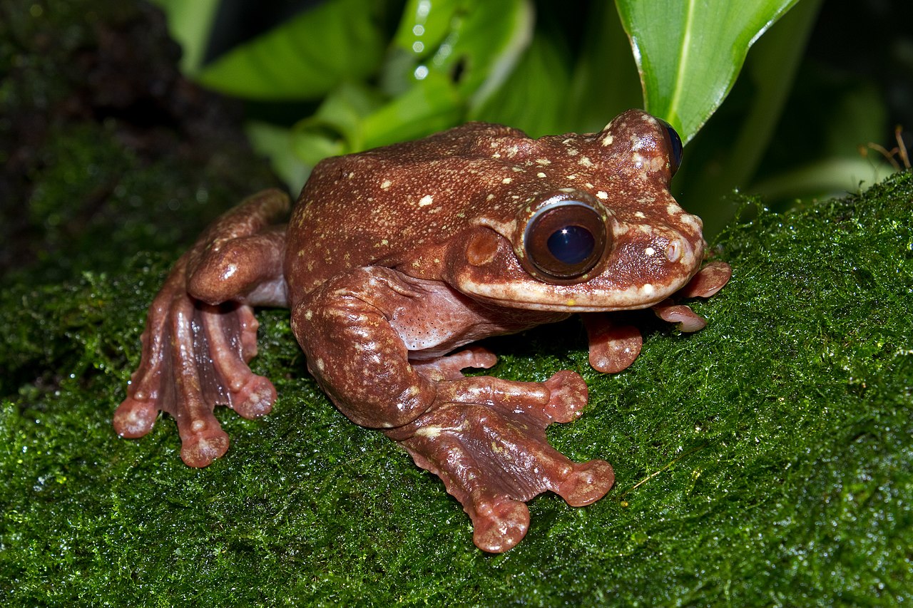 ecnomiohyla_rabborum