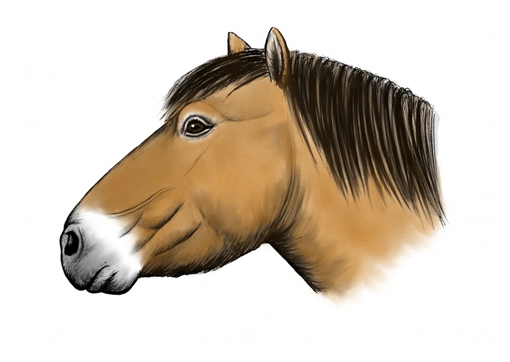 equus_ferus_lambei