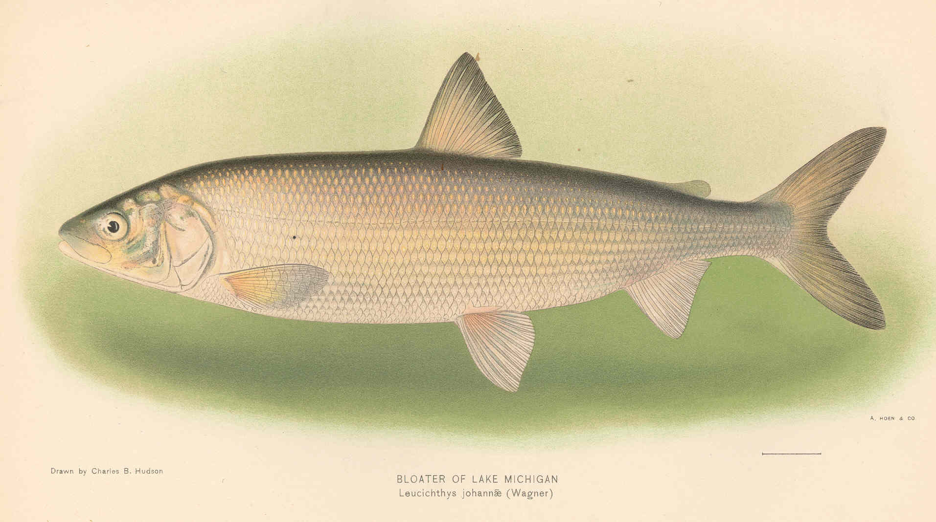 fmib_42892_bloater_of_lake_michigan_-_leucichthys_johannae_wagner