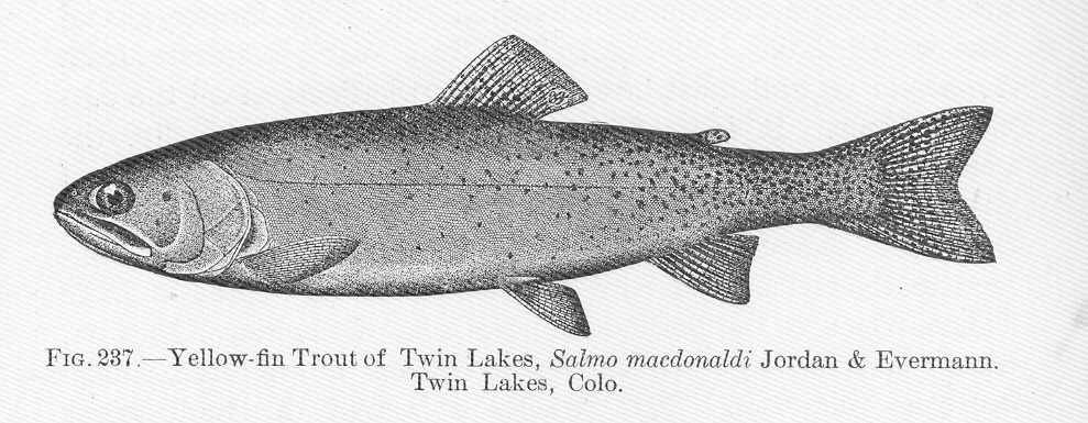 fmib_51774_yellow-fin_trout_of_twin_lakes_salmo_macdonaldi_jordan__evermann_twin_lakes_colo