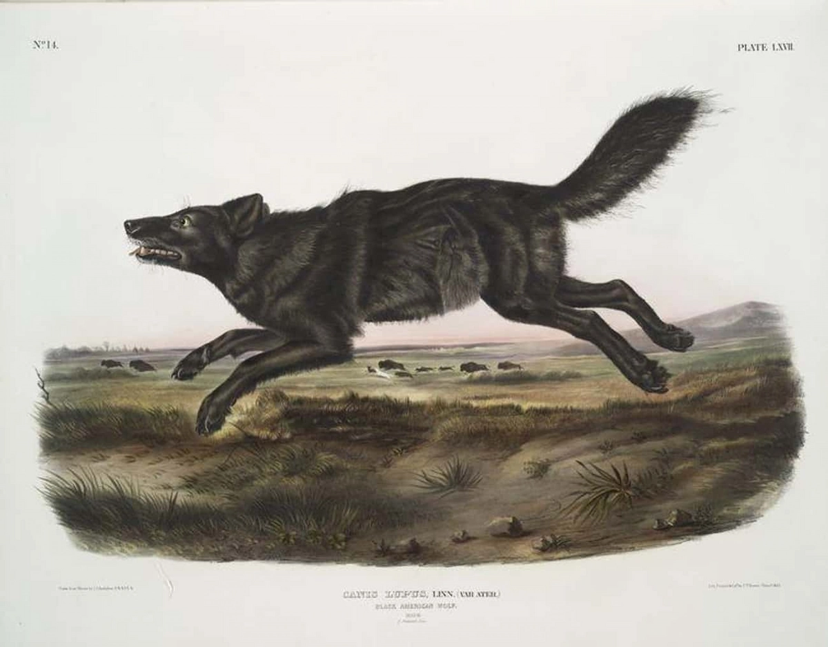 florida-black-wolf-wikimedia-commons-john-james-audubon