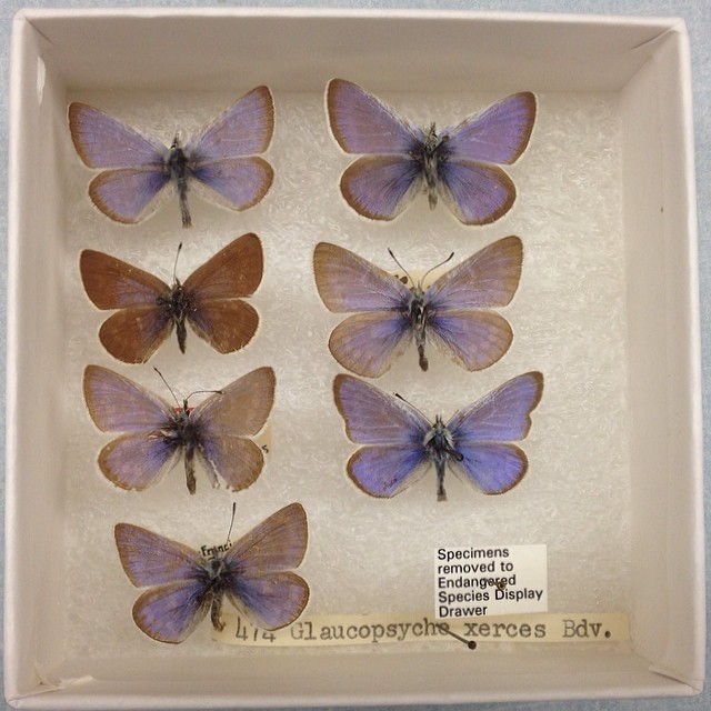 glaucopsyche_xerces