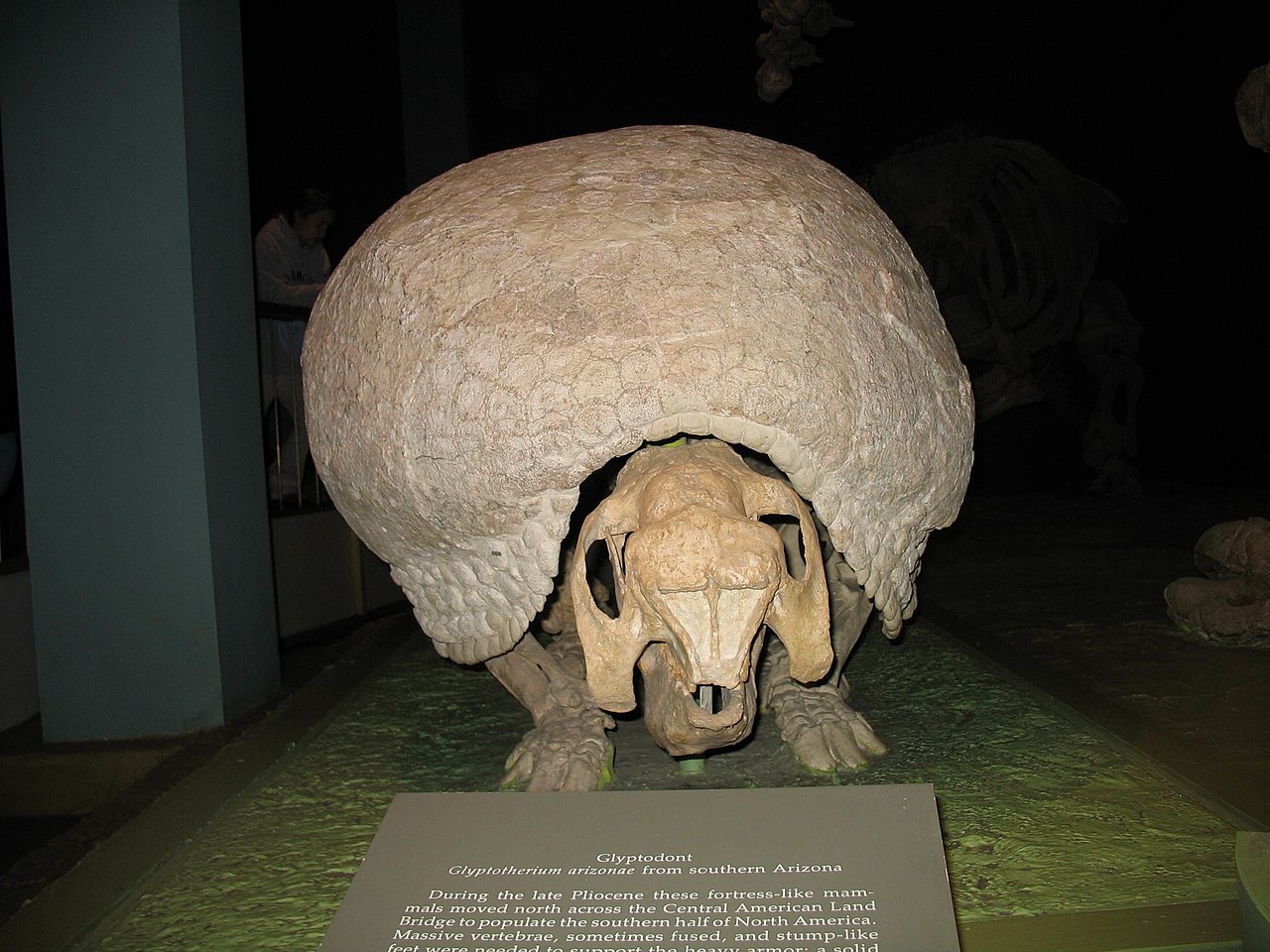 glyptotherium