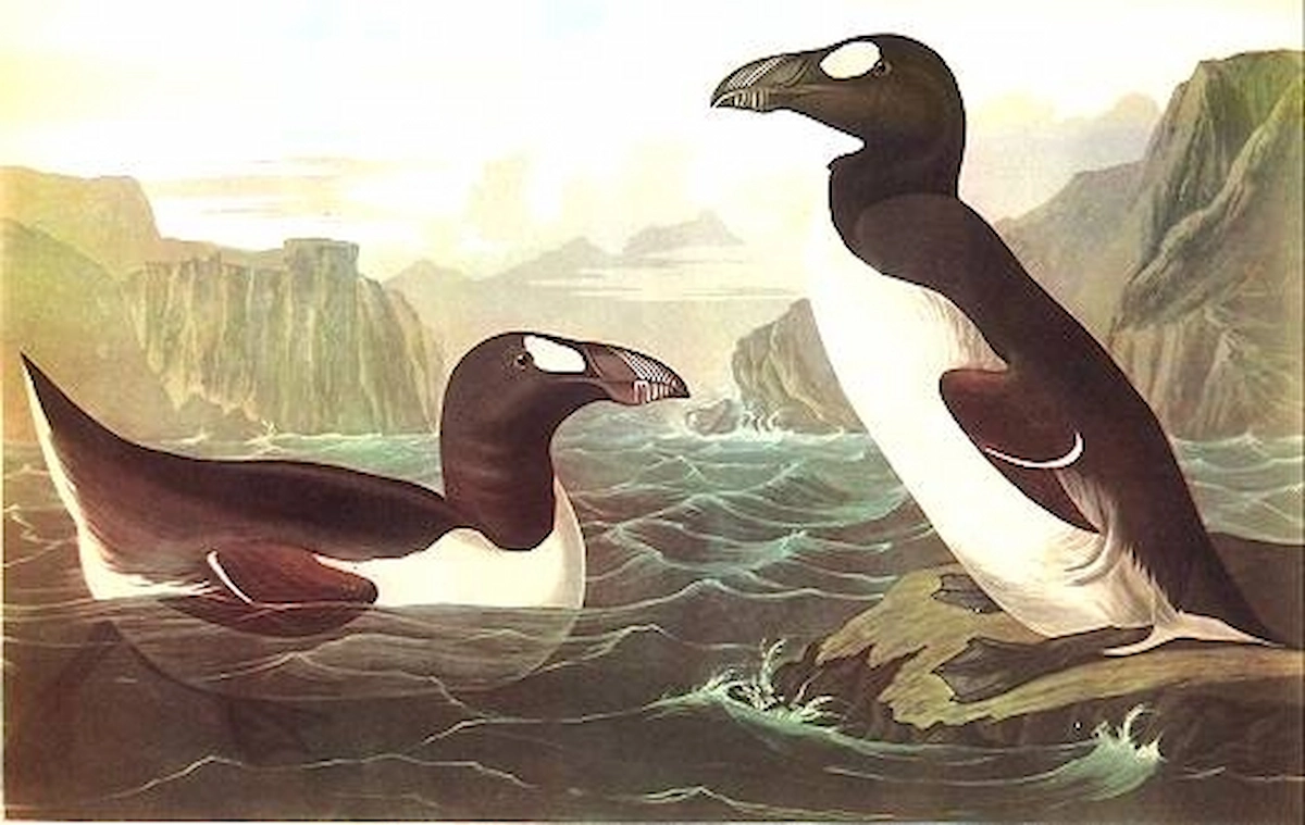 great-auk-www-taxidermy4cash-com-john-james-audubon-bird-artist-of-america-1785-1851-2