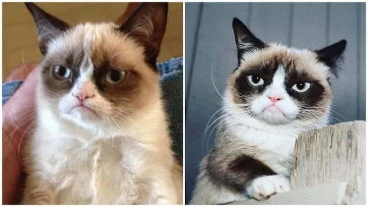 grumpy-cat