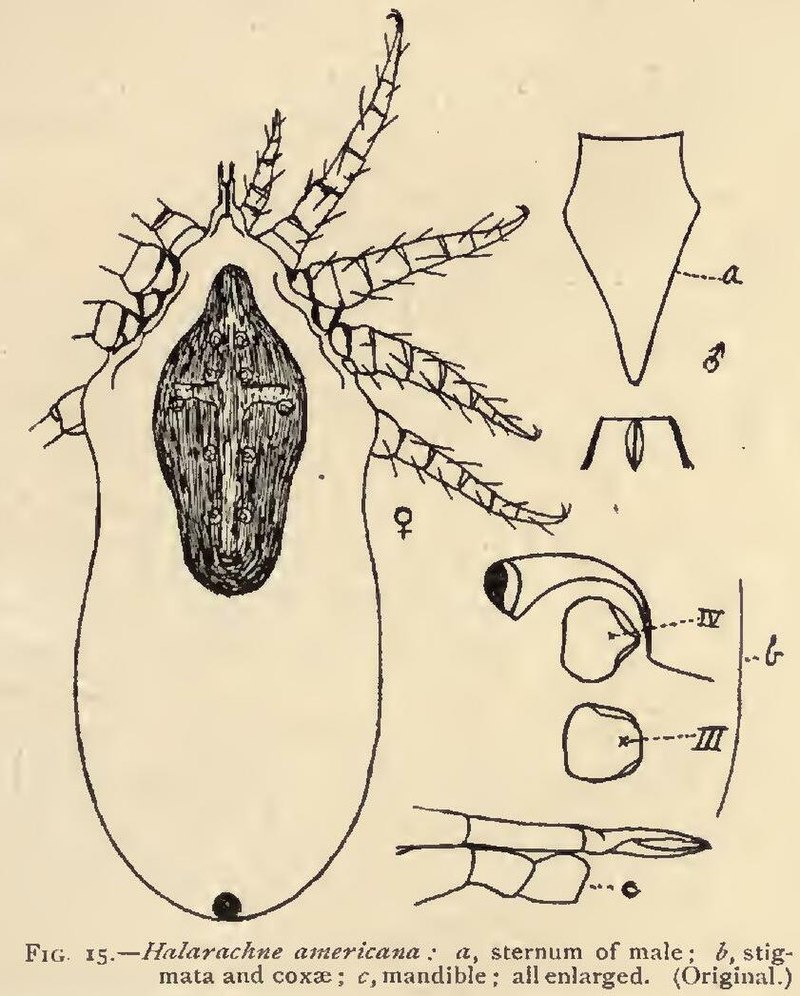 halarachne_americana_cropped