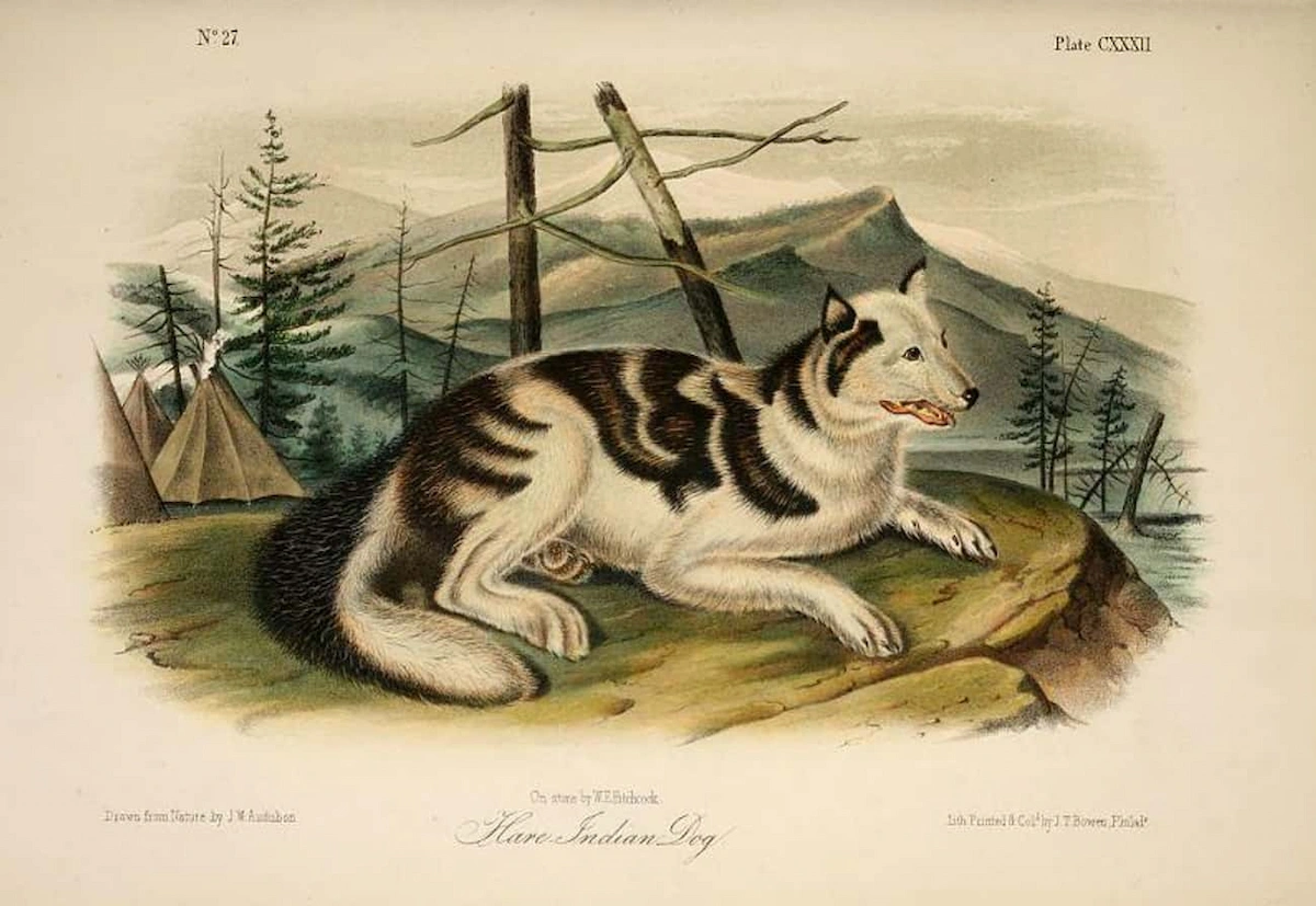 hare-indian-dog-wikimedia-commons-john-james-audubon