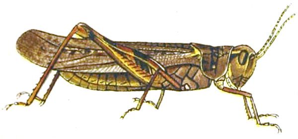 melanoplus_spretusannreportagexpstaum1902b
