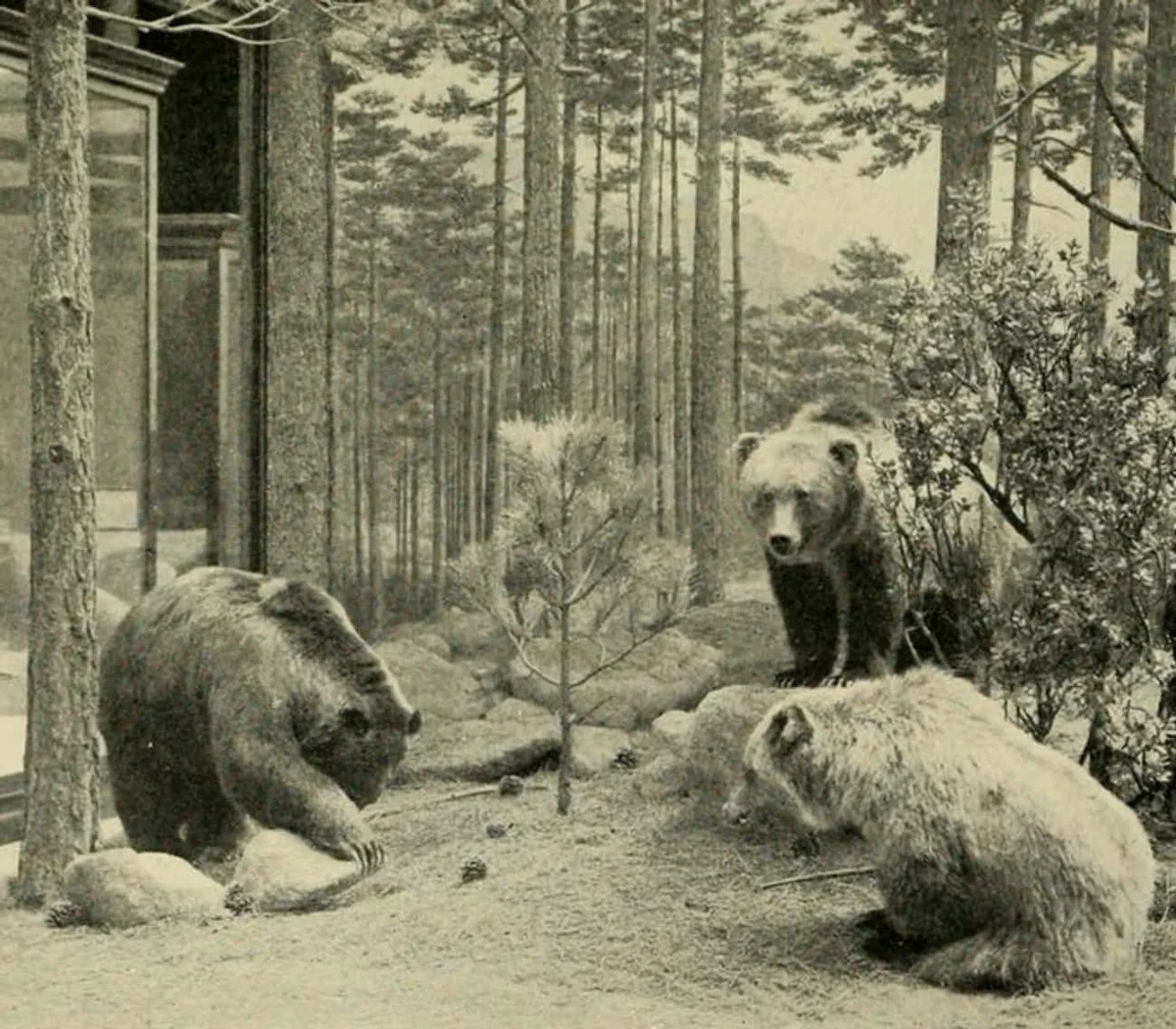 mexican-grizzly-bear-wikimedia-commons-enos-abijah-mills