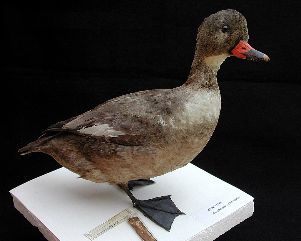 nmnh-usnm77126-01-plain-1