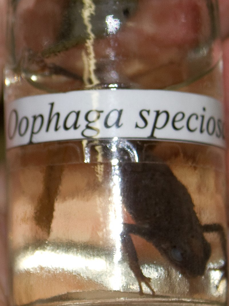 oophaga_speciosa