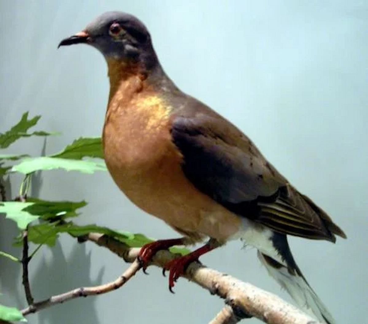 passenger-pigeon-wikimedia-commons-keith-schengili-roberts