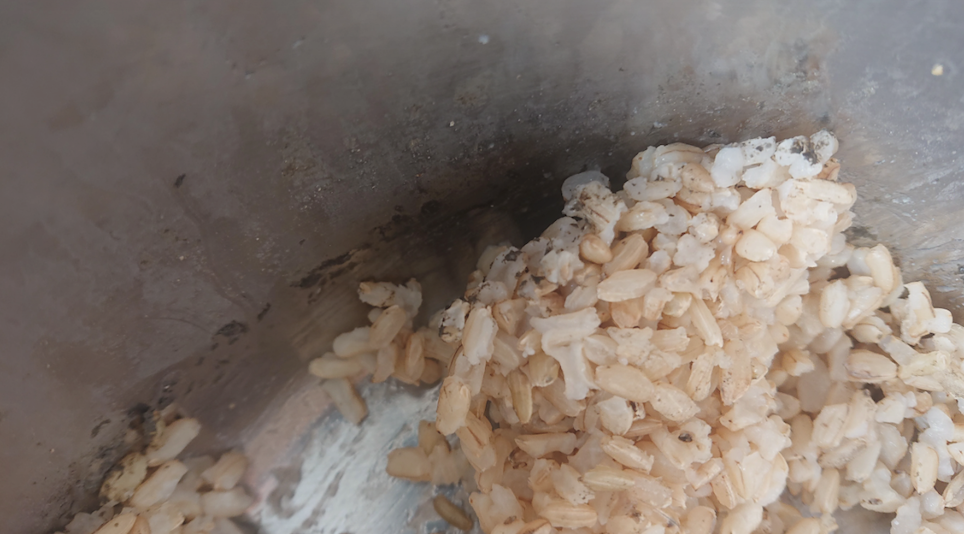 rice-2