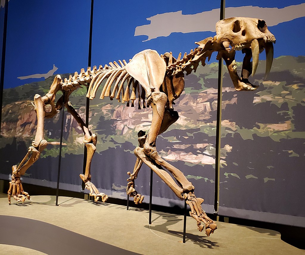 smilodon_populator_fossil_tellus_science_museum_1