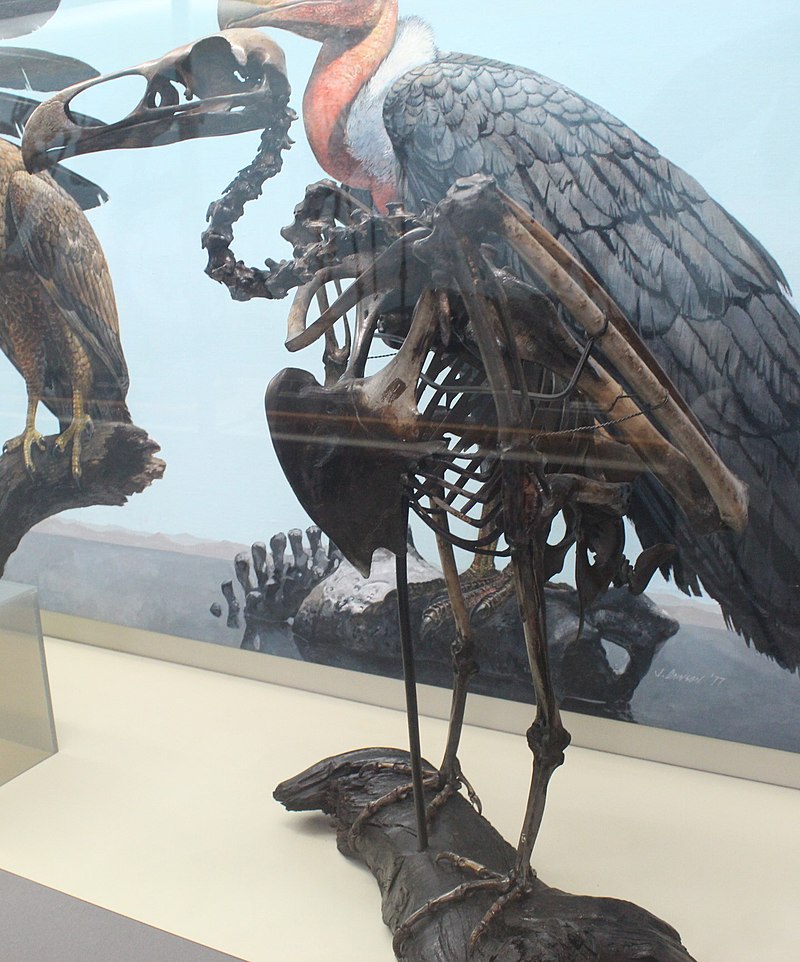 teratornis_merriami_page