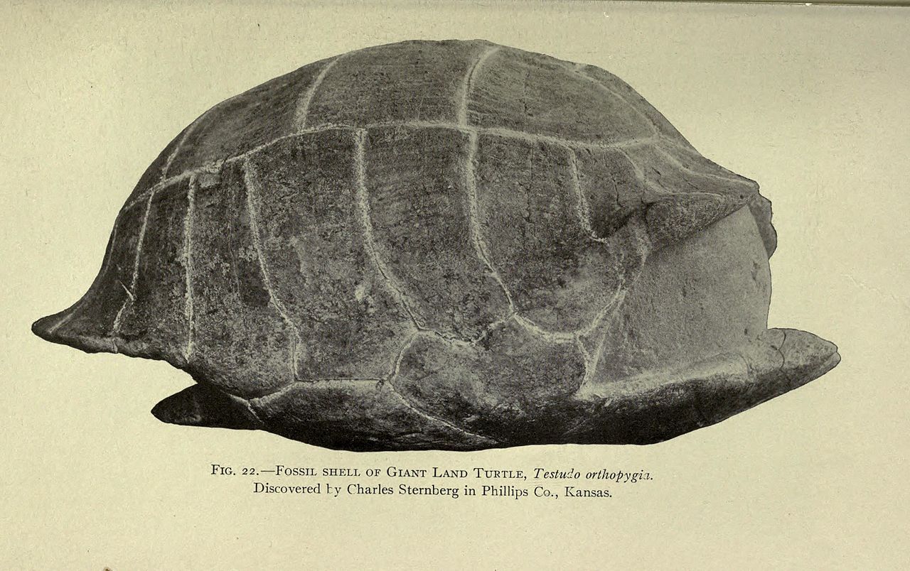 the_life_of_a_fossil_hunter_bhl19032007