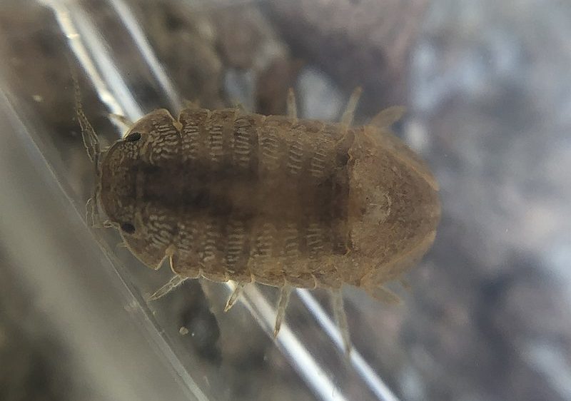 thermosphaeroma_thermophilum_151728988