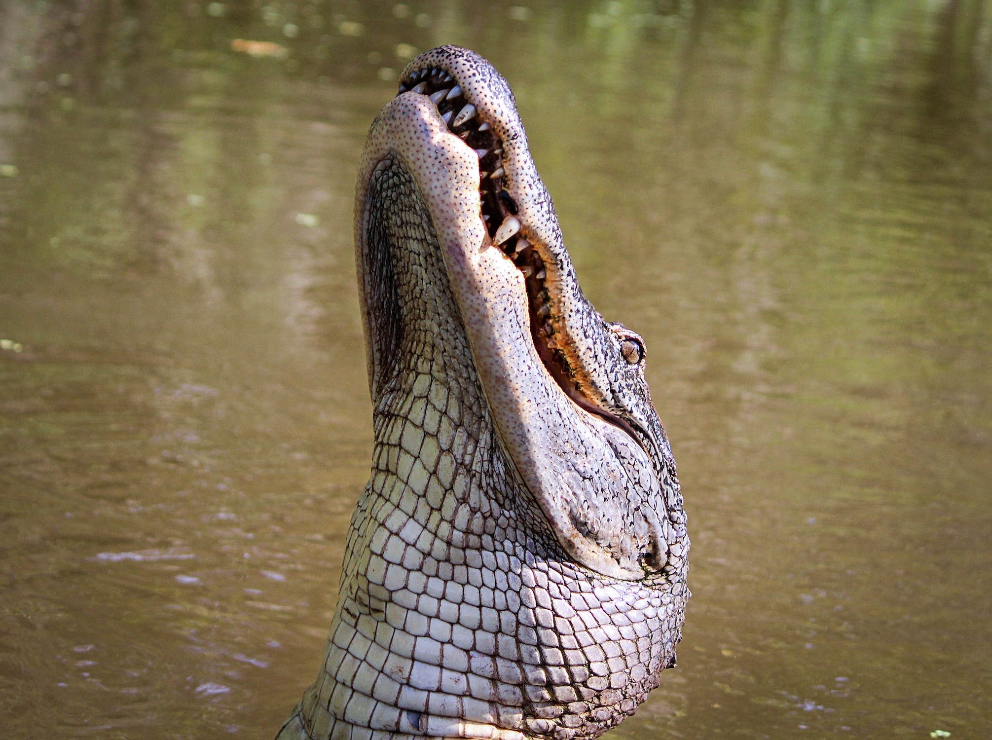 alligator-american-alligator-gator-amphibian-51345