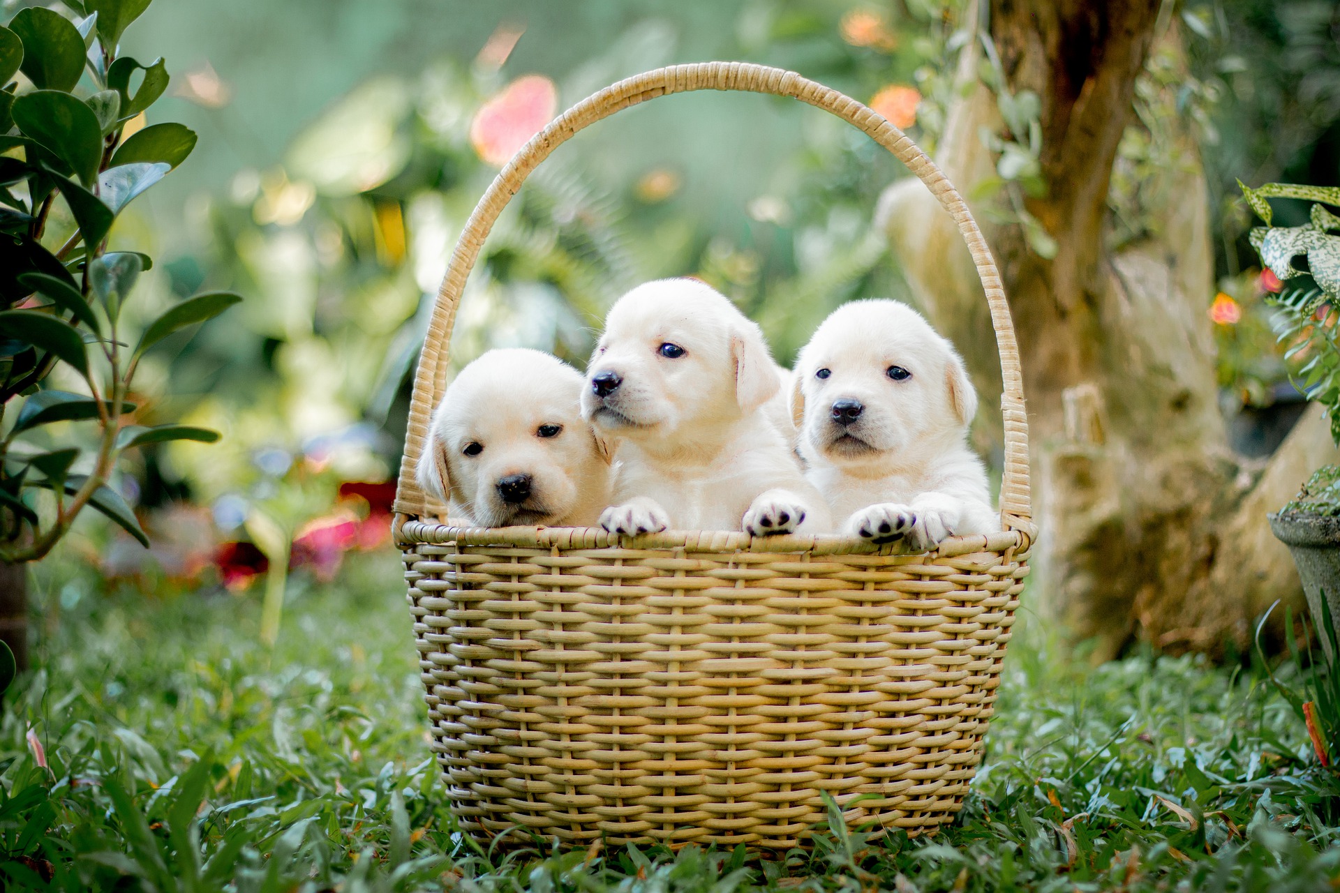 animals-7696695_1920
