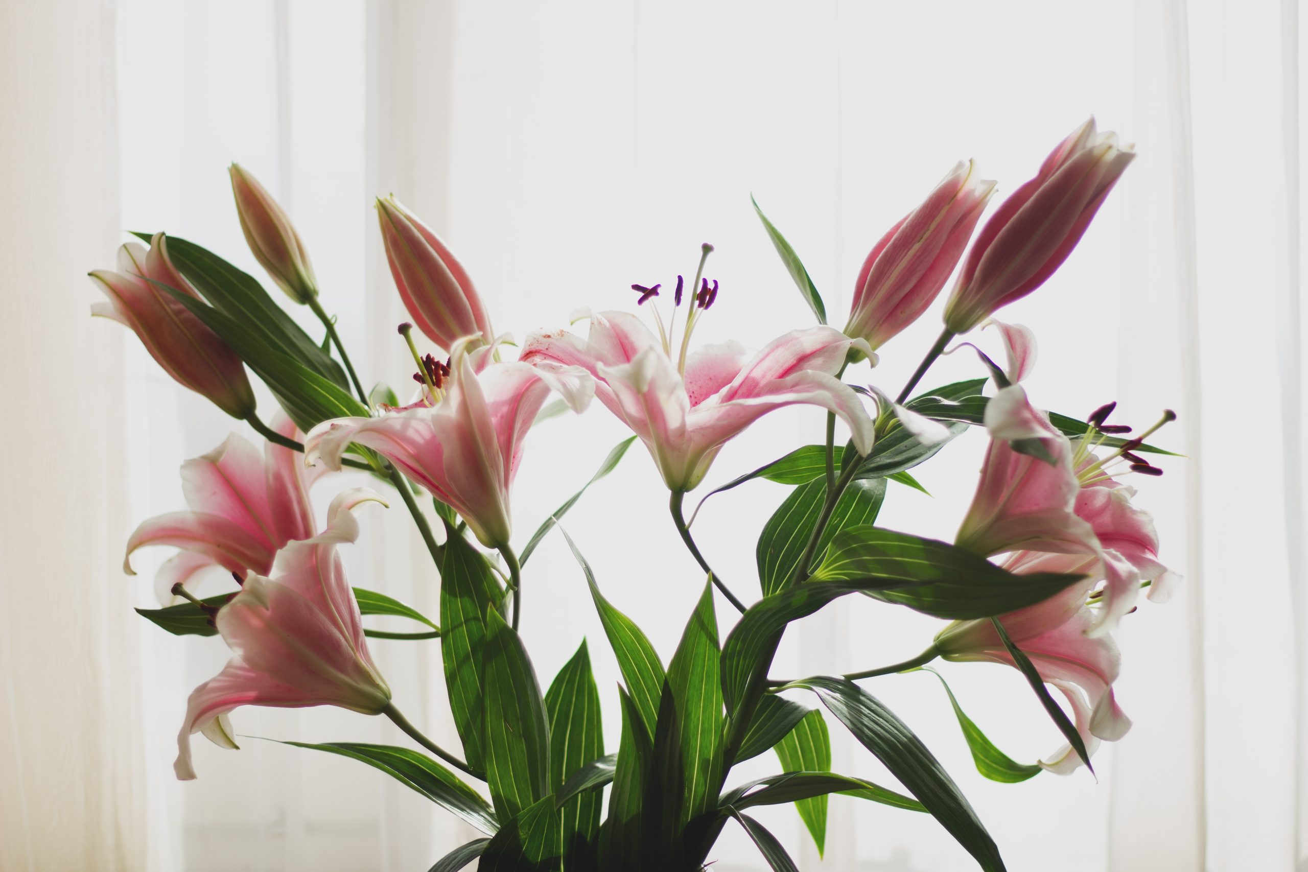 anita-jankovic-uf2hx-hdz3q-unsplash