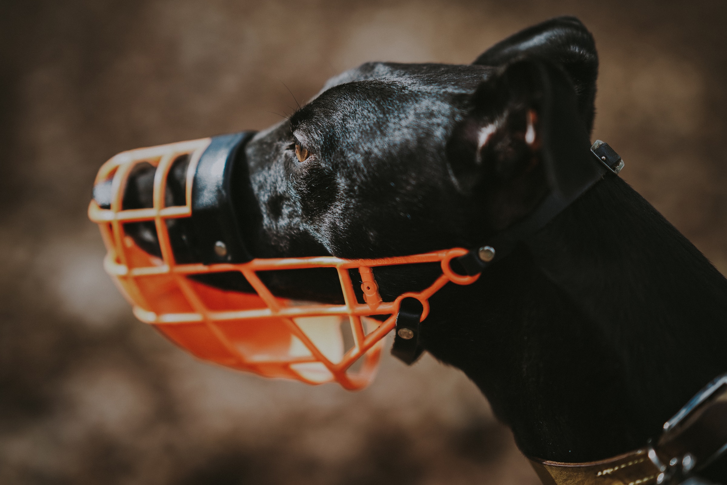 annie-spratt-rzqecc64d6o-unsplash