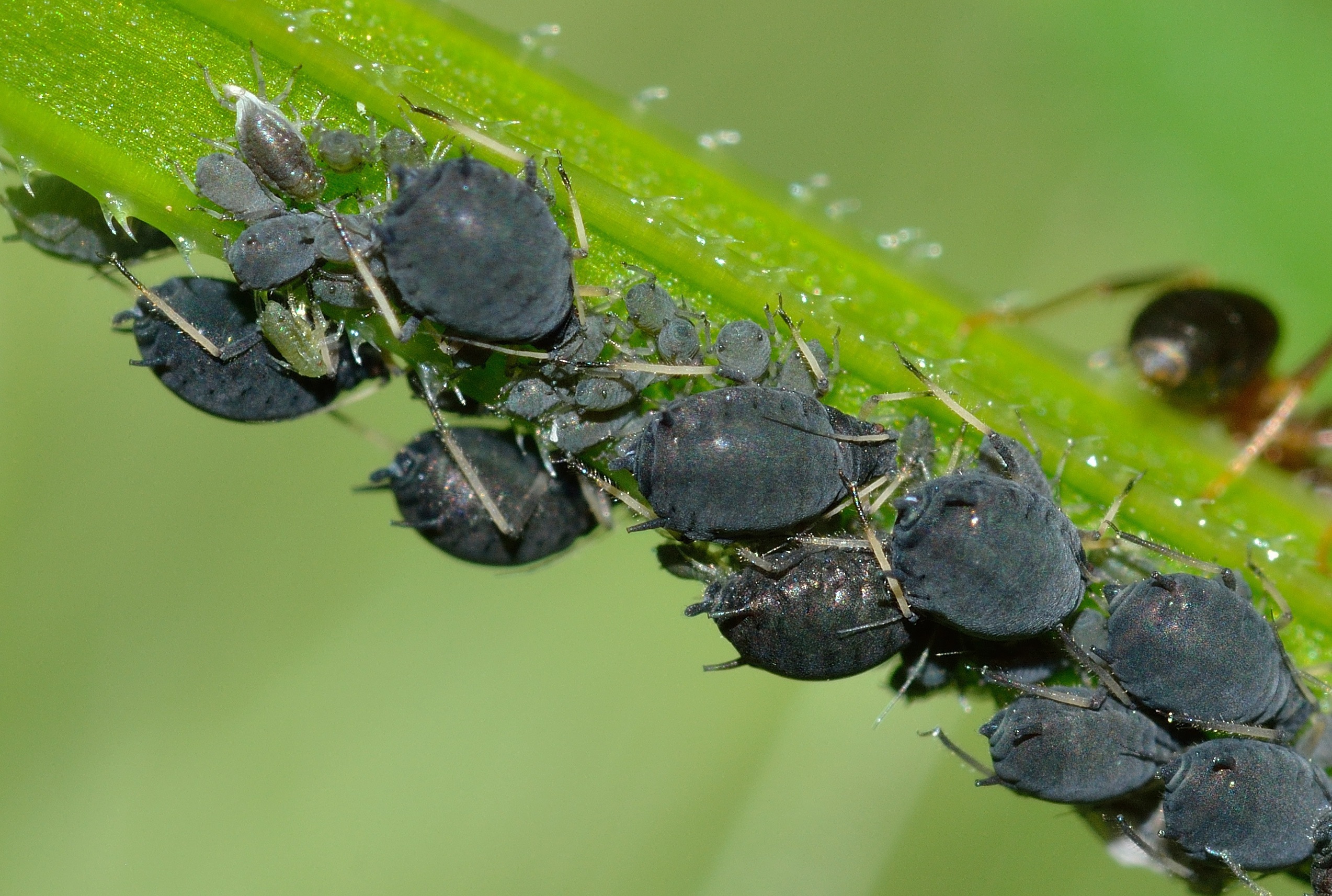 aphids-756838